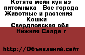 Котята мейн-кун из питомника - Все города Животные и растения » Кошки   . Свердловская обл.,Нижняя Салда г.